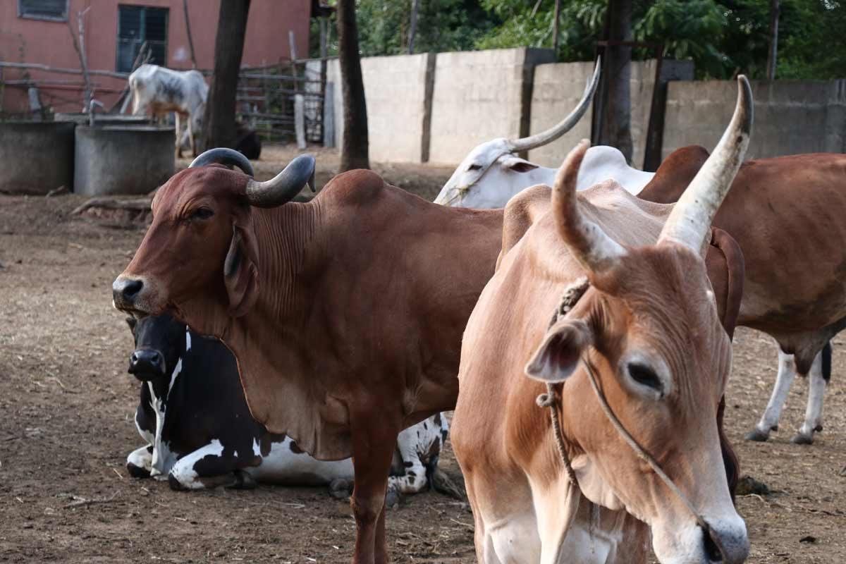 Cows at our Goshala