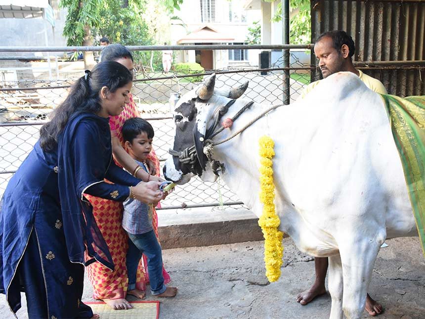 Go-puja and Go-seva 